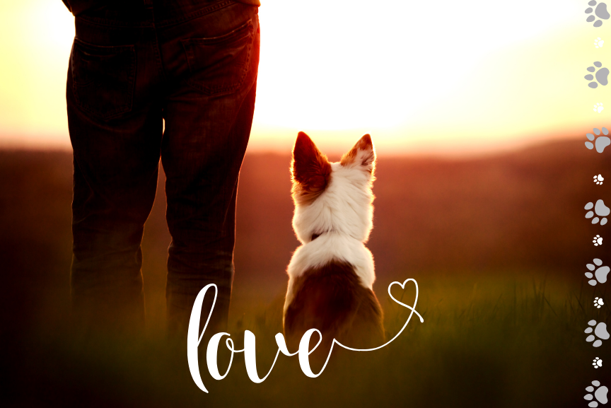 Responsible Pet Owners Month