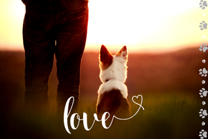 Responsible Pet Owners Month