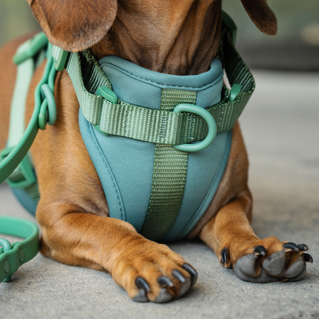 Luxury Pet Accessories – Dear Pet Company