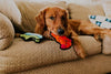 Outward Hound | Durablez Mini Dog