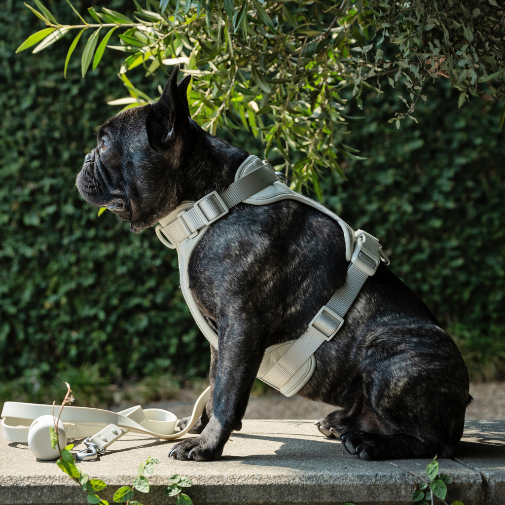 Luxury Pet Accessories – Dear Pet Company