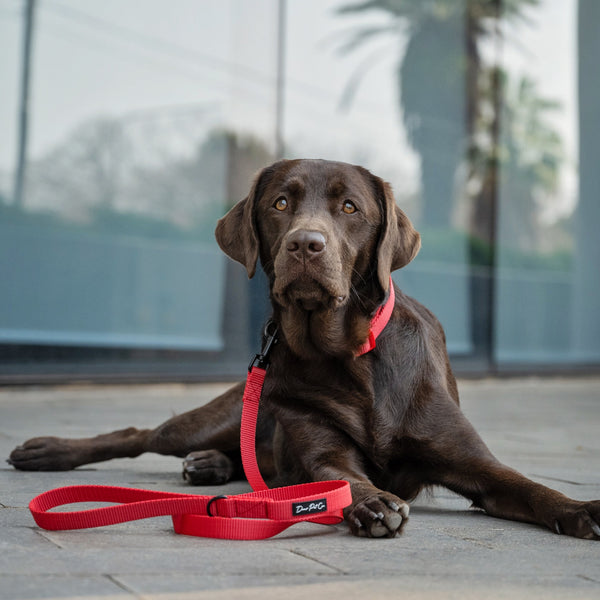 Webbing Collar | Red