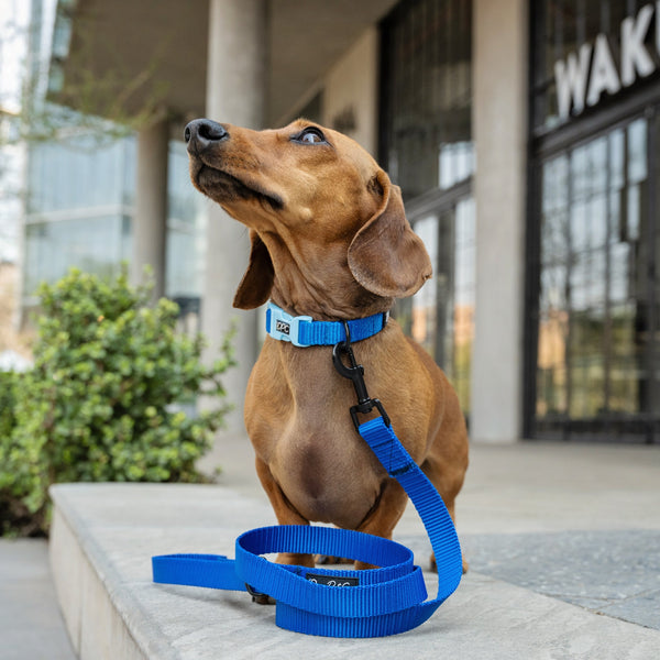 Webbing Leash | Blue