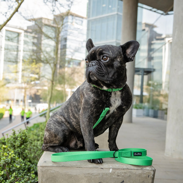 Webbing Collar | Neon Green