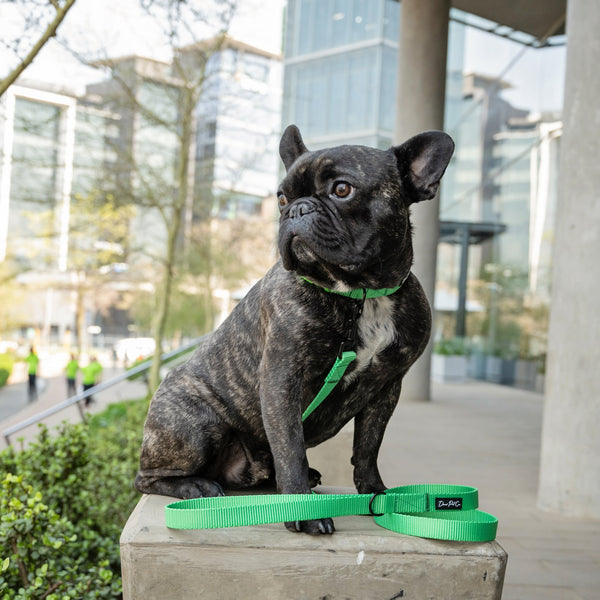 Webbing Leash | Neon Green