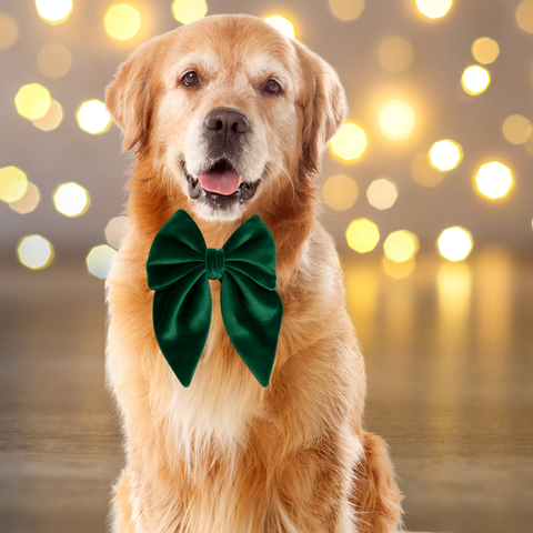 Dear Pet | Green Velvet Sailor Bow Tie