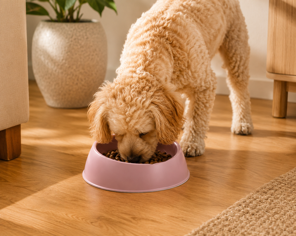 Moderna Sensibowl Pet Bowl