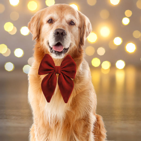 Dear Pet | Red Velvet Sailor Bow Tie