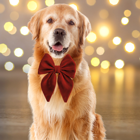 Dear Pet | Red Velvet Sailor Bow Tie
