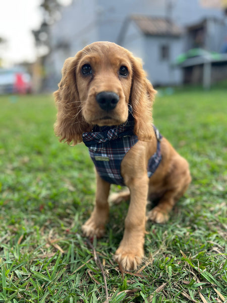 Dog wearing a plaid harness standing on grass with a blurred background