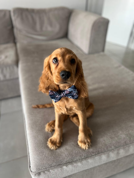 Bow Tie | Tartan Around