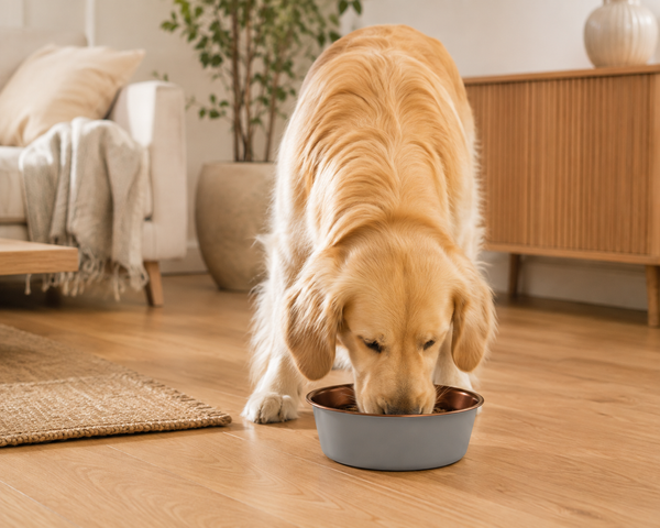 Zaara Pet Bowl