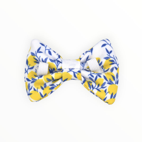 Bow Tie | Citrus Paws