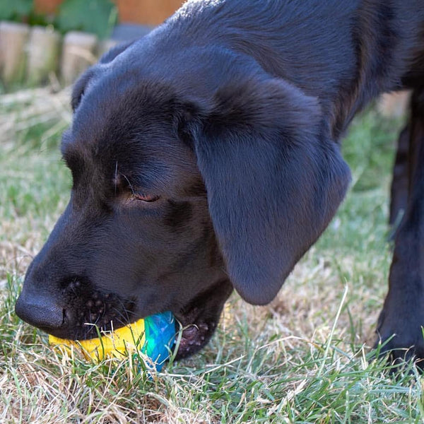 Pet Toy | Chillax Cool Soak Ball