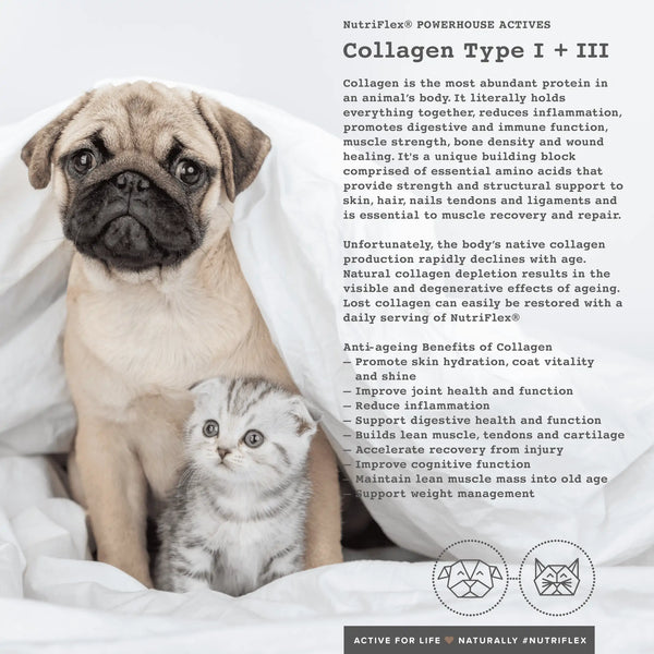 NutriFlex® Collagen For Dogs+Cats Advanced Mobility Complex