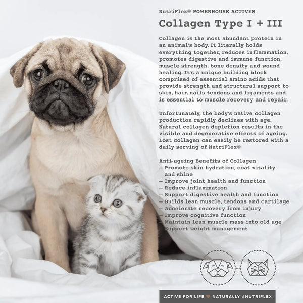 NutriFlex® Collagen For Dogs+Cats Maintenance Complex